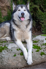 A serene dog lounges comfortably on a mossy rock, enjoying the tranquility of a lush outdoor environment