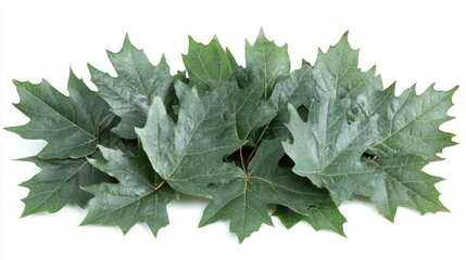 A vibrant arrangement of fresh green maple leaves showcasing their intricate textures and colors