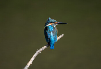 Male common Kingfisher (Alcedo atthis) perching image with green background