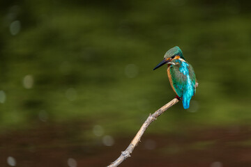 Male common Kingfisher (Alcedo atthis) perching image with green background