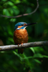 Male common Kingfisher (Alcedo atthis) perching image with green background