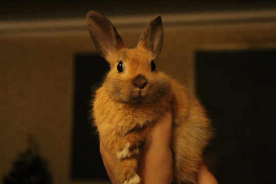 baby abbit 