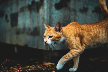 particularly for individuals who live alone or have limited social interaction. The simple act of petting a cat can release oxytocin, a hormone associated with bonding and relaxation. Additionally, ca