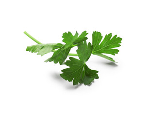 Sprig of fresh parsley isolated on white