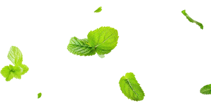 PNG Mint leaves backgrounds plant herbs.