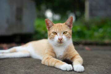 need to take precautions to minimize exposure to cat allergens.   Owning a cat can bring numerous benefits to both physical and mental health. Studies have shown that interacting 