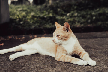 Cats can also provide companionship and emotional support, particularly for individuals who live alone or have limited social interaction. The simple act of petting a cat can release oxytocin, a hormo