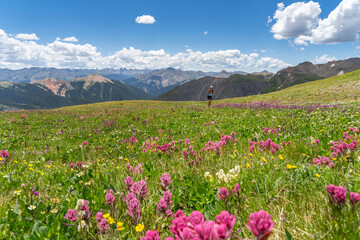 Obraz premium A woman hiking in wildflowers in Colorado high country