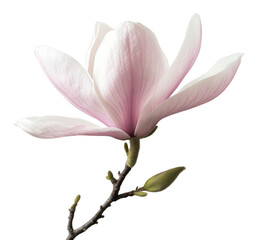 Fototapeta premium PNG Delicate pink magnolia flower in full bloom photography petals botanical.