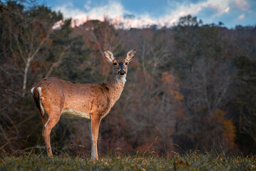 Whitetail Deer