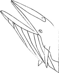 シロナガスクジラ色無し鉛筆風.