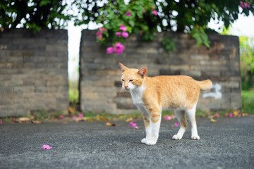 Cat Allergies: While many people love cats, some individuals are allergic to cat dander, a protein found in cat saliva and skin cells. Allergy sufferers may need to take precautions to minimize exposu