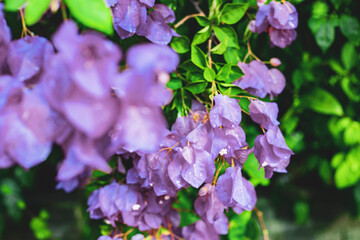 The Symbolism of Bougainvillea
In many cultures, bougainvillea holds symbolic significance. In some parts of the world, it is associated with passion, resilience, and good luck.