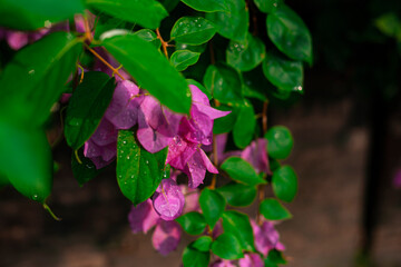 Bougainvillea's versatility makes it a popular choice for landscaping and gardening. It can be used to create stunning vertical gardens, colorful hedges, and vibrant ground covers. Its ability to thri