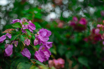 Bougainvillea's versatility makes it a popular choice for landscaping and gardening. It can be used to create stunning vertical gardens, colorful hedges, and vibrant ground covers. Its ability to thri