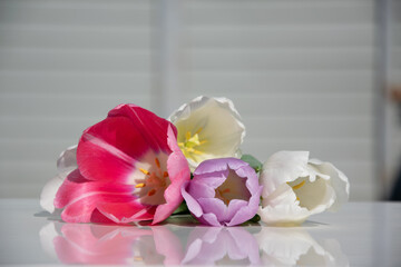 Bright tulips in shades of pink, purple, and white rest on a white surface, capturing the essence of spring's blooming flowers