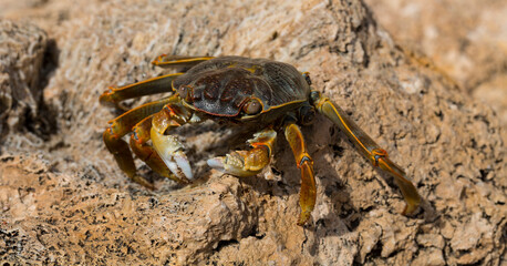 Grapsus albolineatus is a species of decapod crustacean in the family Grapsidae. Crab, on a reef rock. Fauna of the Sinai Peninsula.