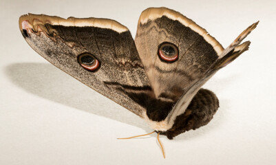 Saturnia pyri, the giant peacock moth, great peacock moth, giant emperor moth or Viennese emperor, on a white background.