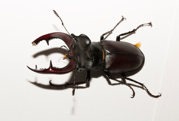 Lucanus cervus is the best-known species of stag beetle (family Lucanidae) in Western Europe. Imago, a male insect on, a white background.