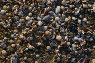 Shells of deceased bivalves. The coastline of the Black Sea is abundantly covered with shells.