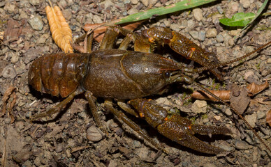Astacus astacus, the European, noble, or broad-fingered crayfish. A female arthropod.