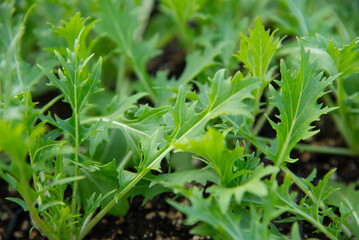 Finely Detailed Mizuna Vegetable Seedlings in a Vibrant Greenhouse Environment..