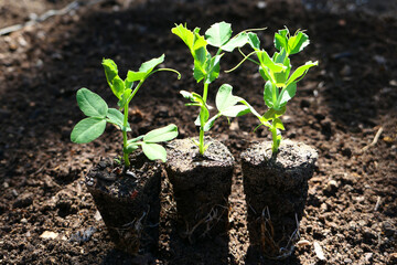 Several young Snow Pea Seedlings Growing in Soil in a Garden Environment