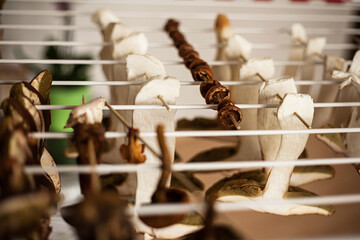 Cut wild mushrooms drying in creative way hanging wooden sticks. This is very unique and fine way of drying without sun only with air.