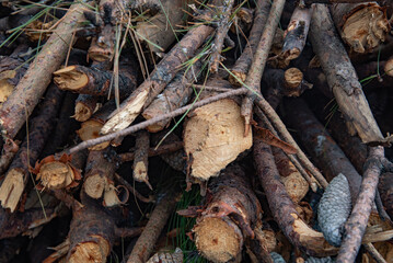 A pile of wood with some pine cones on top