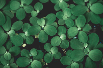 human introduction, in nearly all tropical and Pistia subtropical fresh waterways and Pistia is considered an invasive species as well as a mosquito breeding habitat. The genus name Pistia is derived 