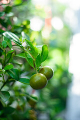 Calamondin Juice: The juice is a popular ingredient in cocktails, mocktails, and infused waters, adding a refreshing twist to beverages.
Calamondin Marmalade: The fruit's peel and pulp can be used to 