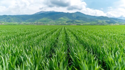 Fototapeta premium Lush green wheat field, mountain backdrop, rural landscape, agriculture