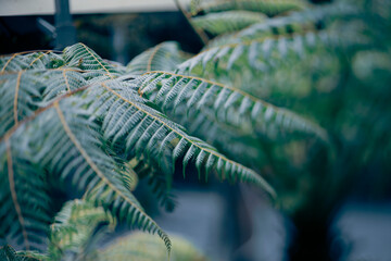 Polypodiopsida, commonly known as true ferns, is a class of vascular plants that reproduce via...