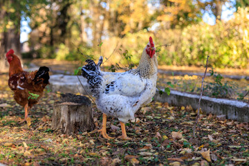 Two chickens standing in a yard with leaves on the ground
