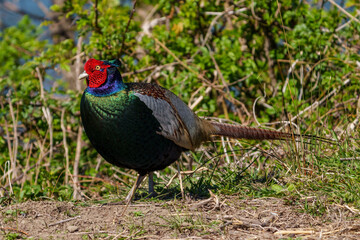 Japanese green pheasants (Phasianus versicolor) walk in fields