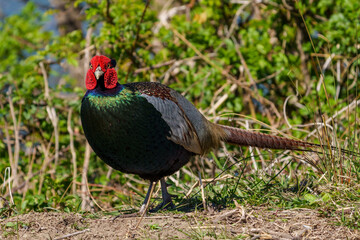 Japanese green pheasants (Phasianus versicolor) walk in fields