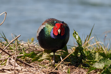 Japanese green pheasants (Phasianus versicolor) walk in fields