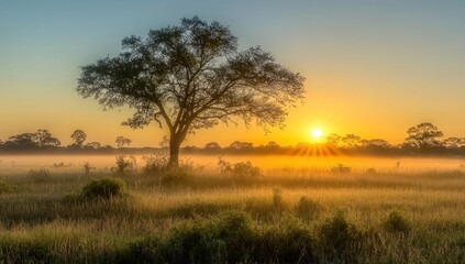 Obraz premium African Savanna Sunrise: Golden Rays Illuminate the Serene Landscape