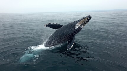 Naklejka premium Humpback whale breaching ocean, coastal background, wildlife documentary