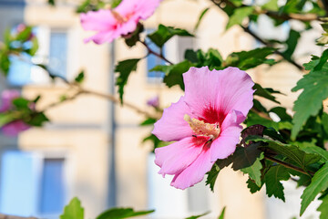 Close-up of pink hibiscus flower with blurred building background © Iurii Gagarin