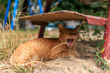 Yawning ginger cat relaxing under metal bench outdoors