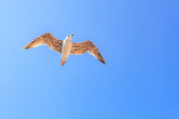A seagull is flying in the sky above a blue sky