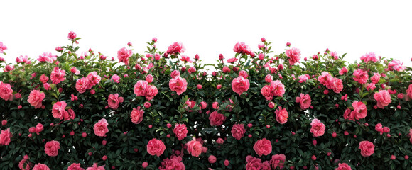 PNG Peonyu bushes background outdoors garden.