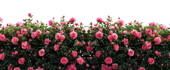 PNG Peonyu bushes background outdoors garden.
