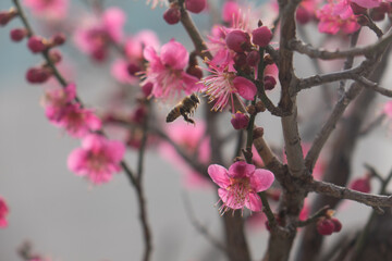 Bees and red plum blossoms
