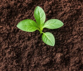 Naklejka premium Small Green Sprout Emerging from Rich Soil Under Soft Natural Light in Garden Environment