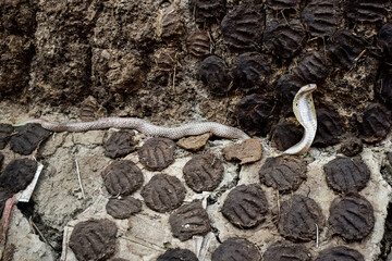 The image depicts a cobra with its hood expanded in a defensive posture
