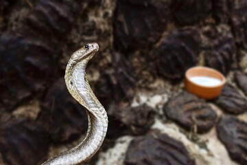 The image depicts a cobra with its hood expanded in a defensive posture