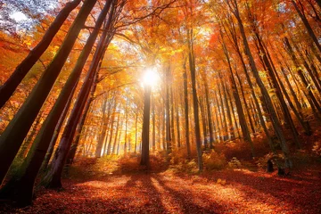 Selbstklebende Fototapeten Tranquil Orange autumn forest trees, fallen leaves. Royalty high-quality free best stock of Beautiful forest in the bright sunshine of the sun. Peaceful  landscape nature, scenery, Colorful foliage © Jang