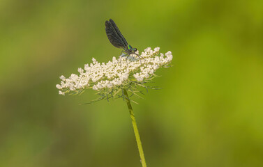 Damselfly On Queen Anne's Lace